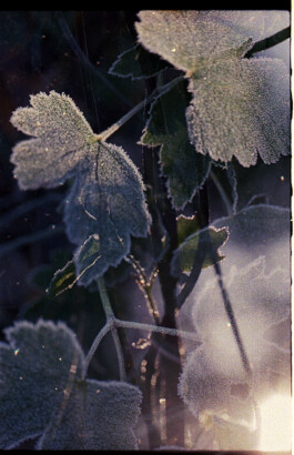 Gambo Garten
